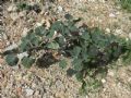 Datura inoxia